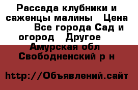 Рассада клубники и саженцы малины › Цена ­ 10 - Все города Сад и огород » Другое   . Амурская обл.,Свободненский р-н